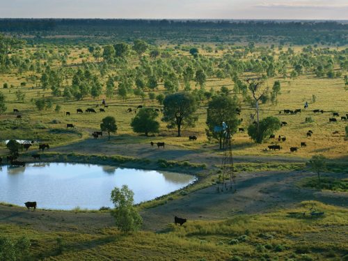 Pure Australian Wagyu